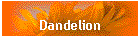 Dandelion