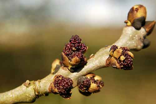 Ash Buds