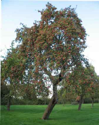 Celtic fruit tree
