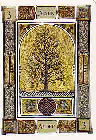 The Celtic Tree Oracle by Liz and Colin Murray