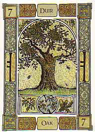 Sacred Tree Profile: Oak's Medicine, Magic, Mythology, and Meanings – The  Druids Garden