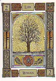 The Celtic Tree Oracle by Liz and Colin Murray