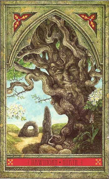 Green Man Tree Oracle HAWTHORN