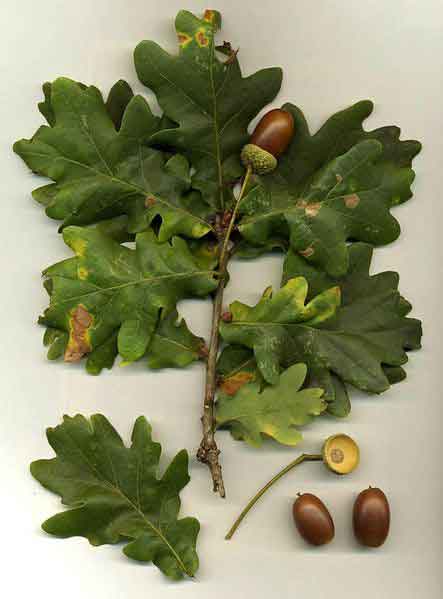 quercus robur stem