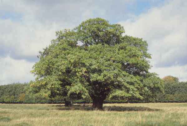 Sacred Tree Profile: Oak's Medicine, Magic, Mythology, and Meanings – The  Druids Garden