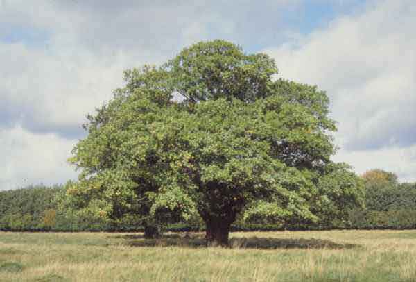 The Cycle of the Oak, Ash, Yew & Rowen