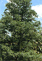 alder tree