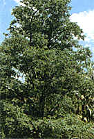 alder tree