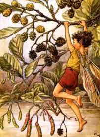 Alder Fairy by Cicely Mary Barker