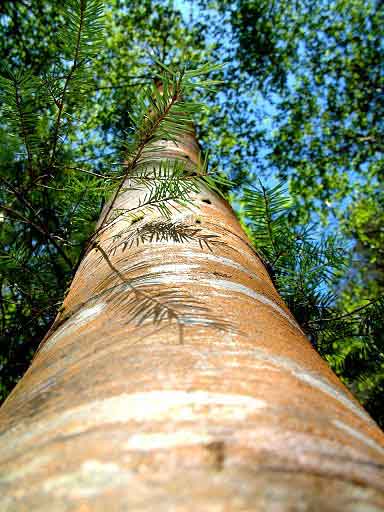 Alder Tree photograpgh by Allison Reed