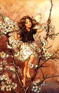 Blackthorn Fairy by Cicely Mary Barker