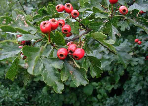 Hawthorn Berries