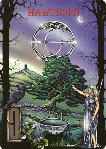 Ogham the Celtic Oracle HAWTHORN