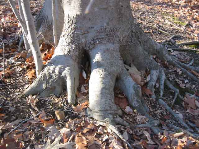 Roots, near Gwendolyn's home