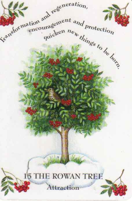 Tree Magick by Gillian Kemp
